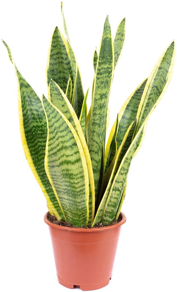 sansevieria espada de san jorge