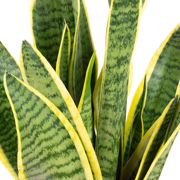 sansevieria o espada de san jorge