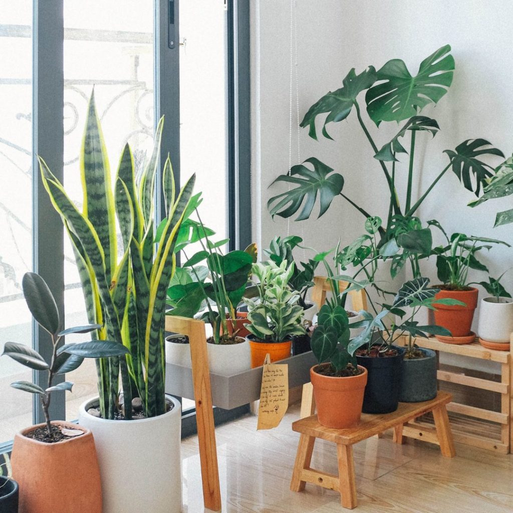 plantas feng shui