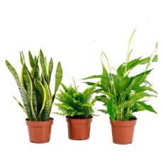 Plantas Purificadoras del Aire: Sansevieria + Helecho + Lirio de la Paz